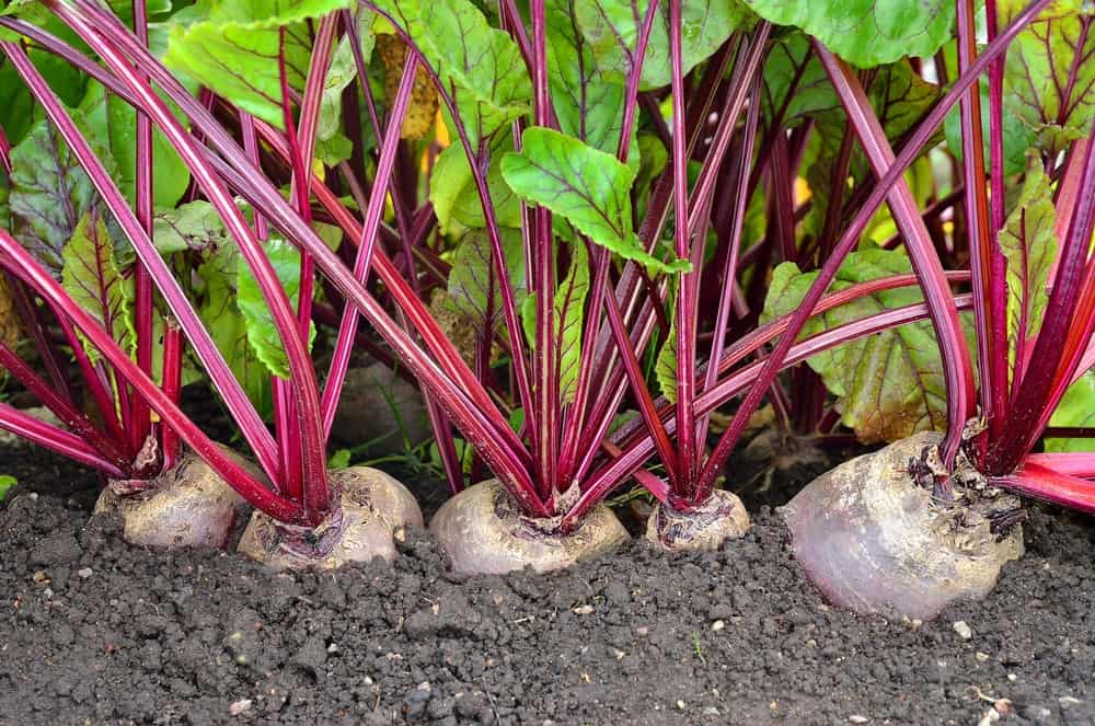 Beets growing in the ground