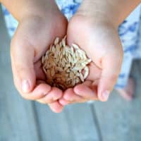 How To Save Cucumber Seeds
