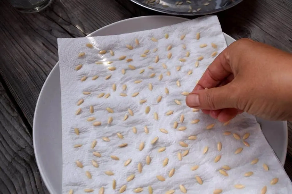 Paper towel with cucumber seeds