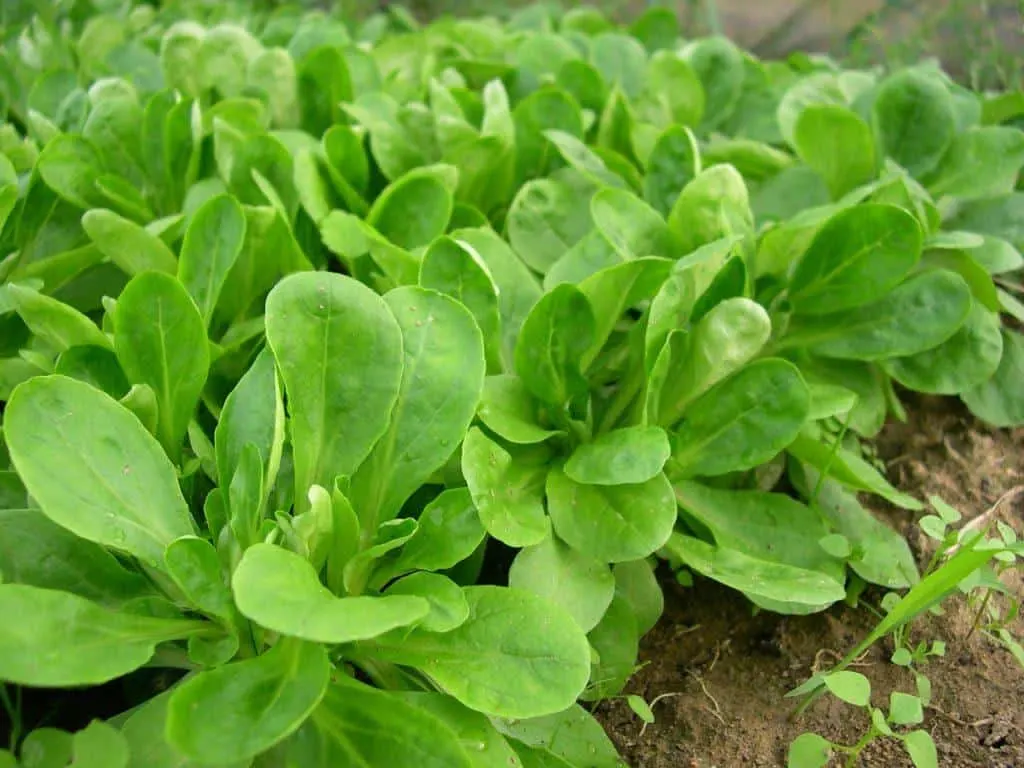 A row of small green leaf lettuces growing in a garden. 