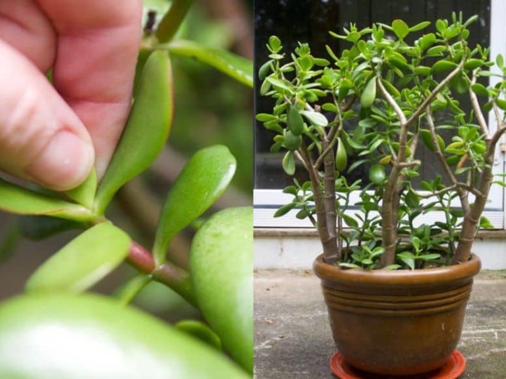 How To Prune Jade To Get A Big, Bushy Plant (With Photos!)