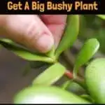 How To Prune Jade To Get A Big, Bushy Plant (With Photos!)