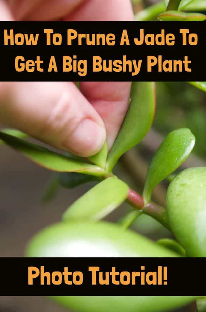How To Prune A Jade To Get A Big Bushy Plant (With Photos!)