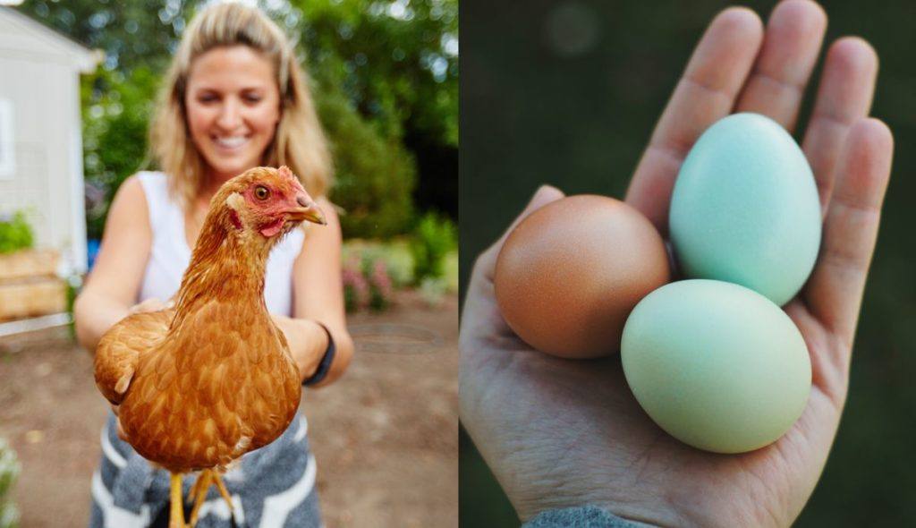 10 Things Nobody Tells You About Raising Chickens