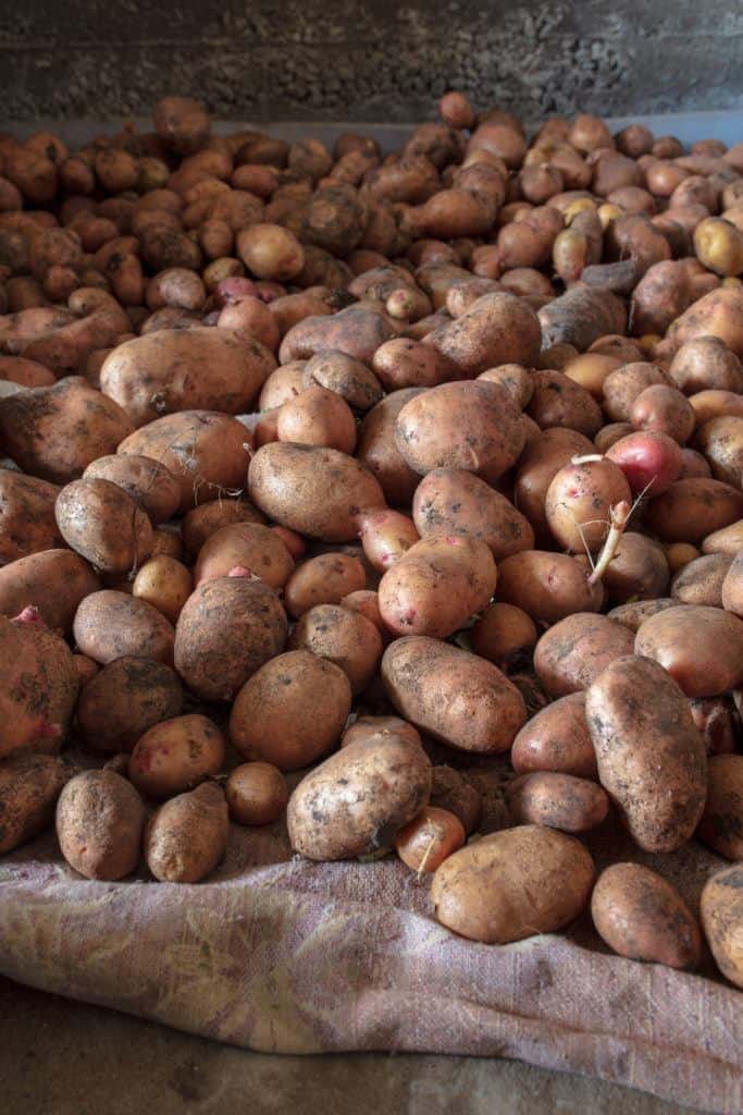 Storing cured potatoes in a root cellar