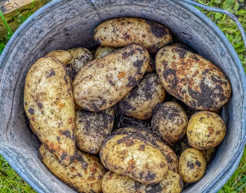 5 Ways To Store Homegrown Potatoes So They Last All Winter