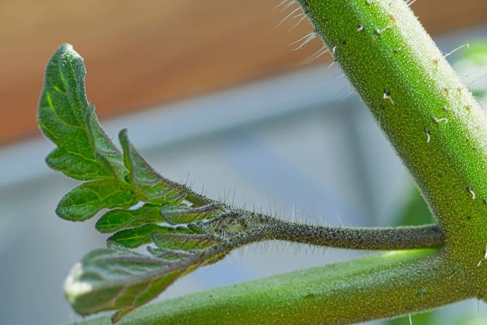 A close up view of a tomato sucker emerging between the main stem and branches. 
