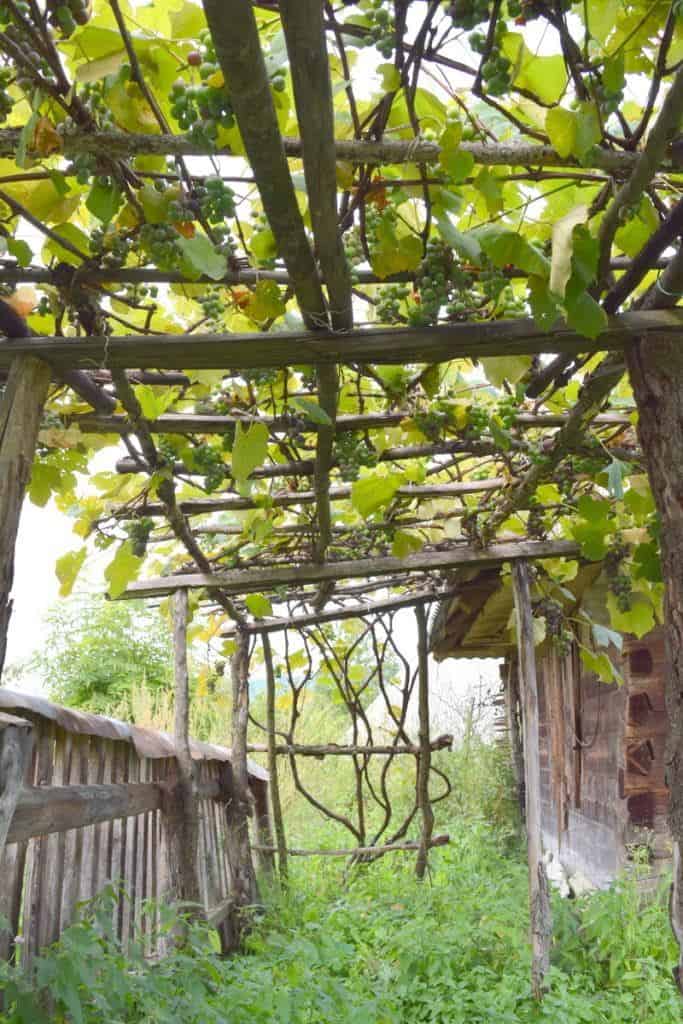 How To Grow Grape Vines On A Trellis