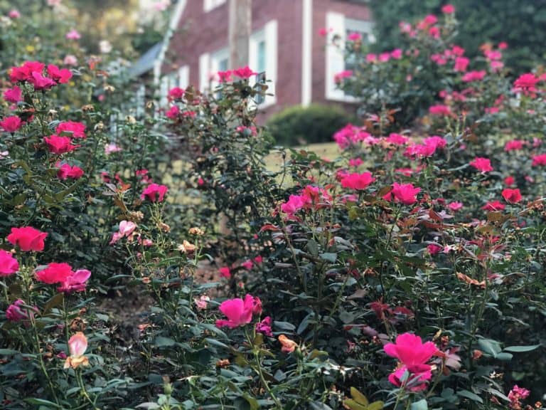 How to Grow A Brand New Rose Bush from Cuttings