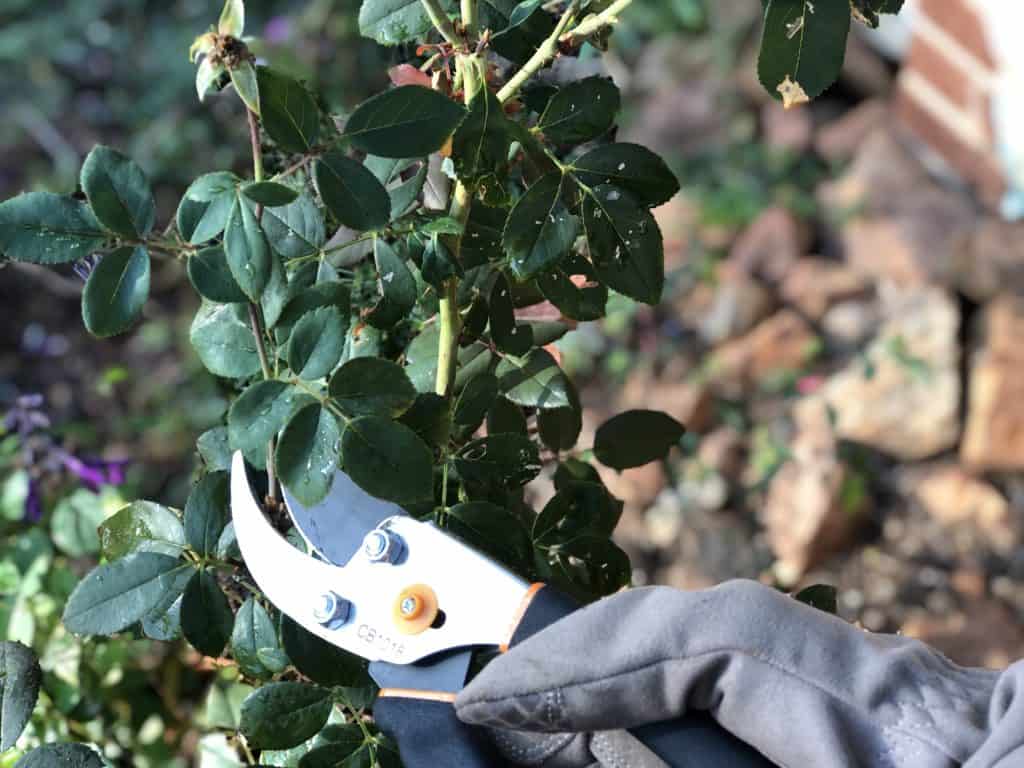 Take rose cuttings for new rose bushes