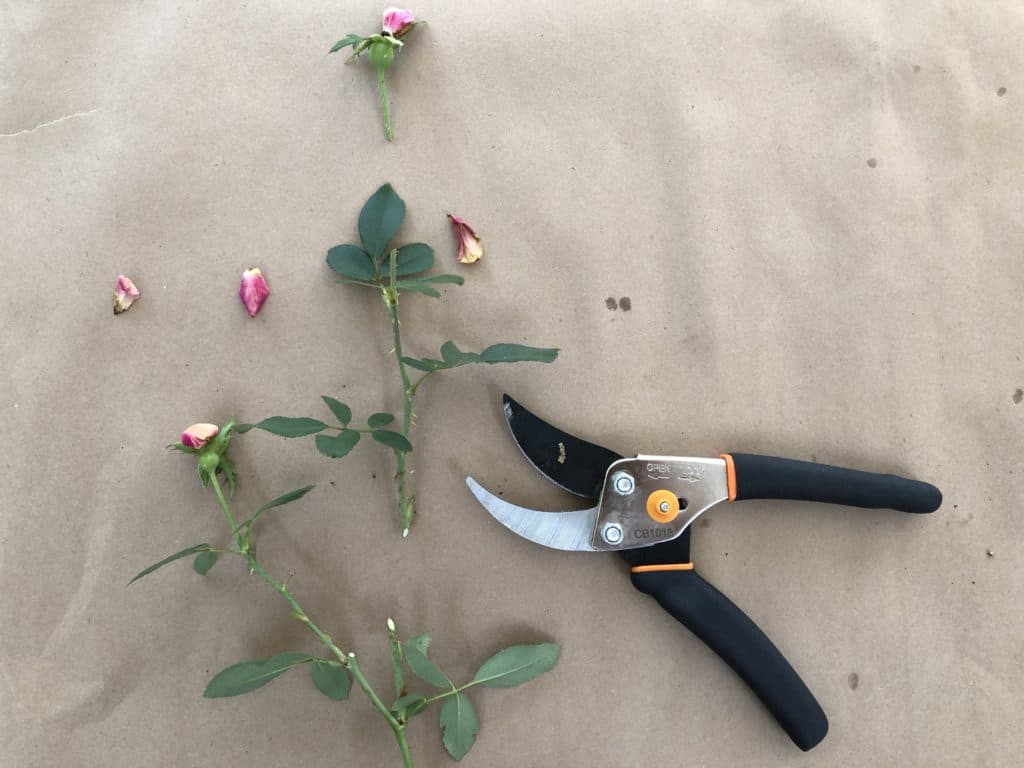 Cutting rose stems 