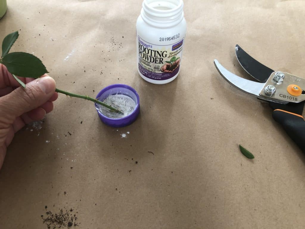 Step 4: Dip rose stem into rooting powder 