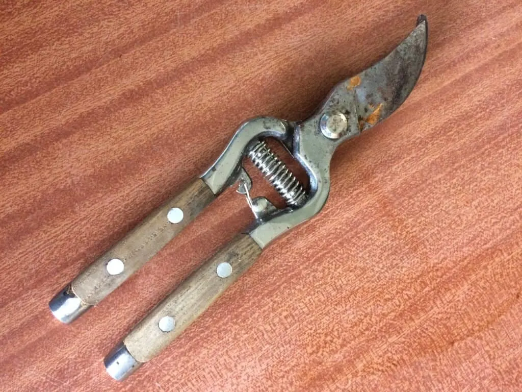 A pair of rusty pruning shears.
