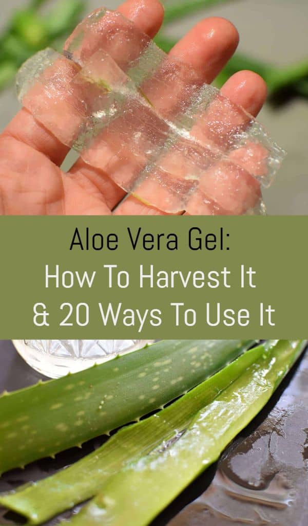 Gel: How To Harvest It 20 Ways To Use It