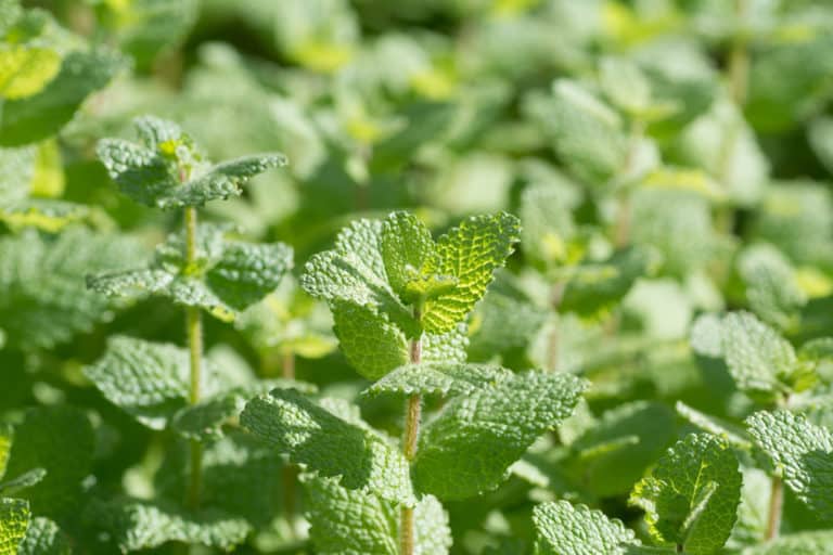 18 Plants To Grow In Your Herbal Tea Garden Blend Your Own Teas For