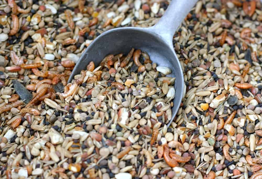 Homemade chicken feed mix
