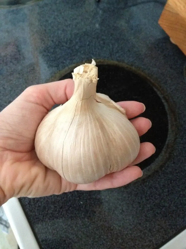 Giant bulb of elephant garlic