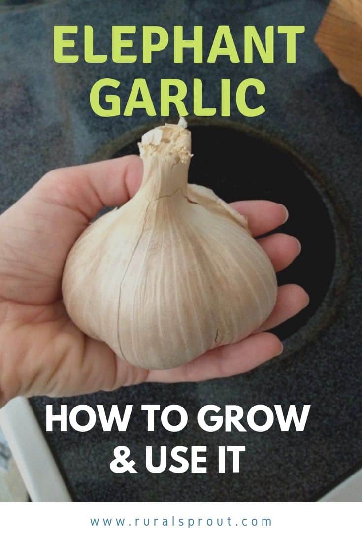 Elephant Garlic How To Grow & Use It