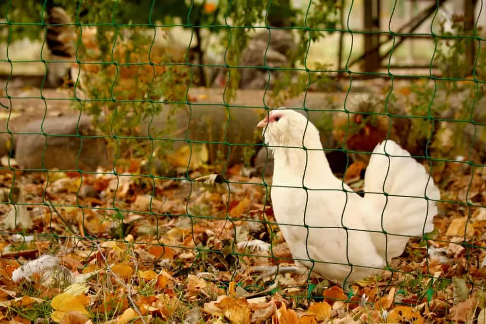 A single chicken playing in fallen leaves. 