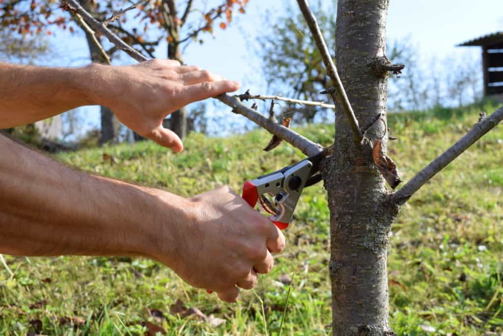 https://www.ruralsprout.com/wp-content/uploads/2019/10/felco-pruners-for-trimming-tree-branches-1024x683.jpg