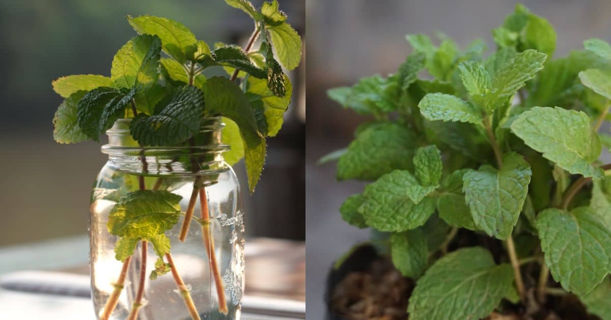 How to Grow Mint Plants Indoors