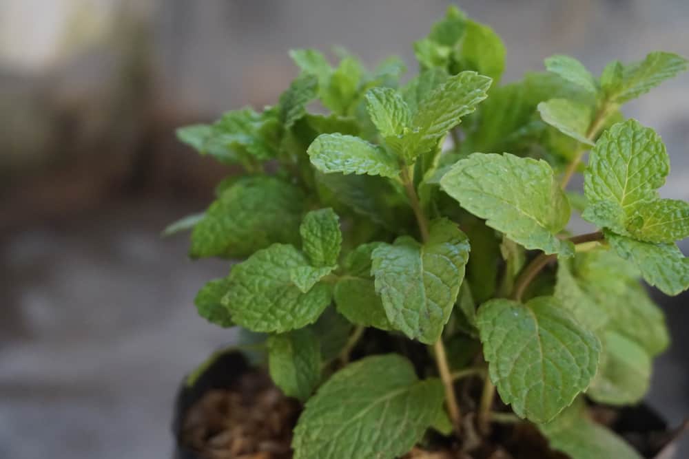 How to Grow Mint Plants Indoors