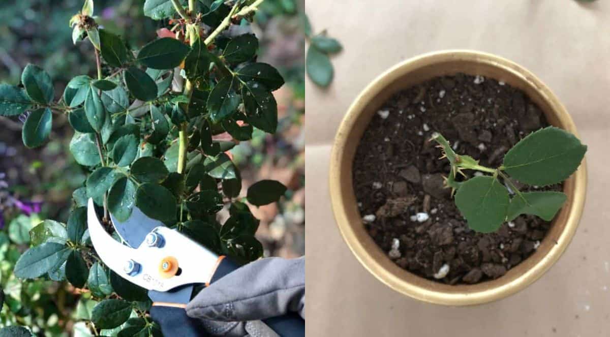 How to Grow A Brand New Rose Bush from Cuttings