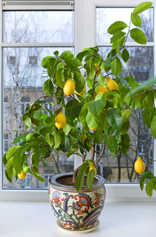Indoor lemon tree