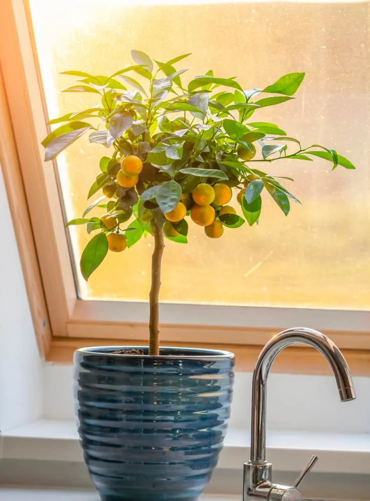 Calamondin orange tree