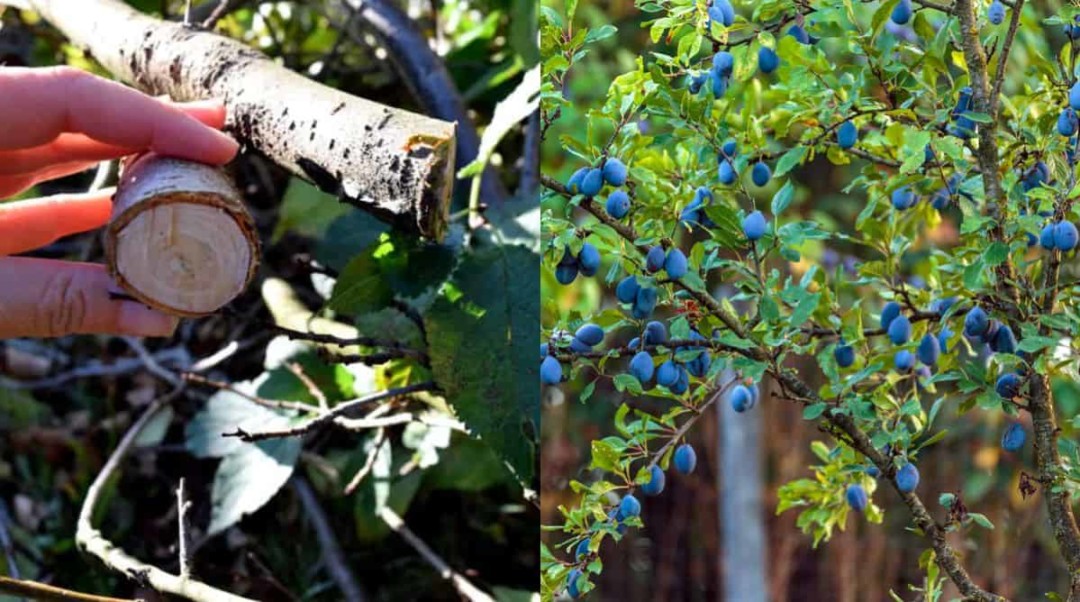 How To Prune A Plum Tree For Better Harvests