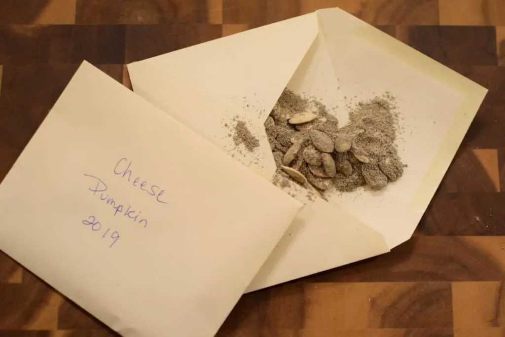 Two envelopes with pumpkin seeds coated in wood ash inside them.