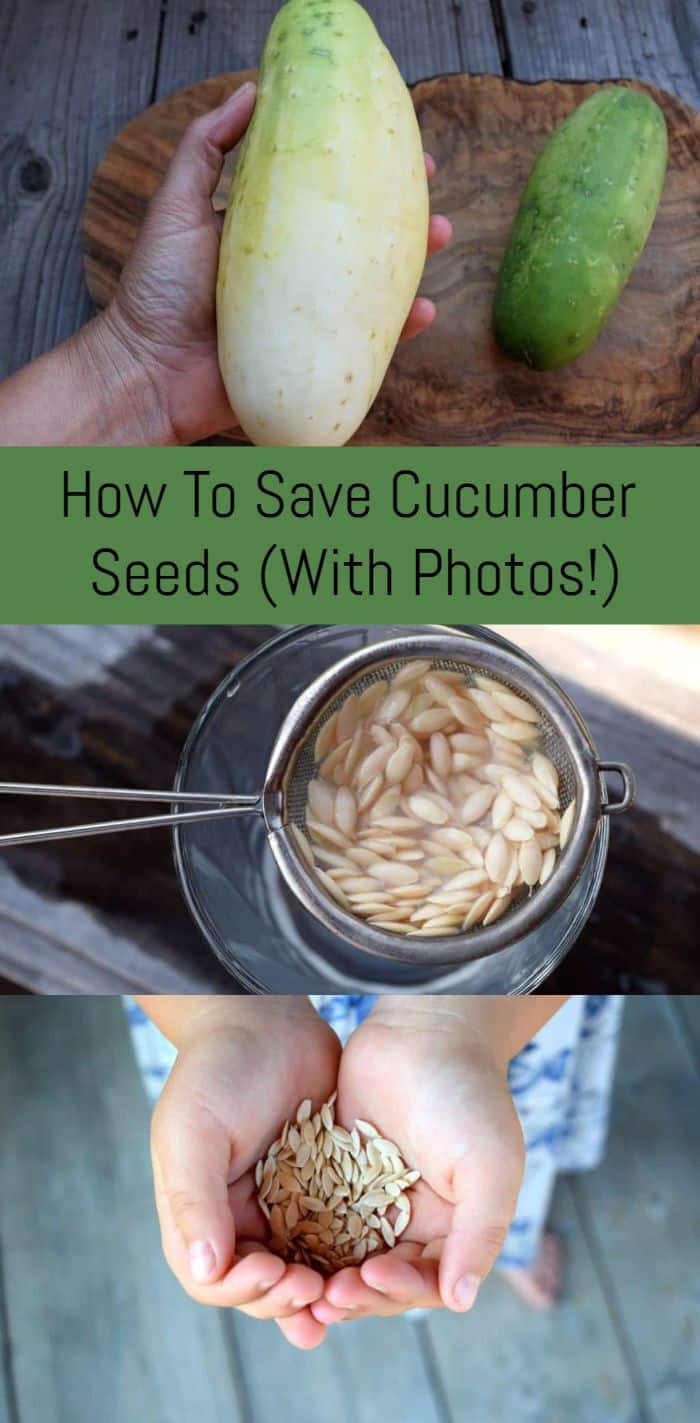 How To Save Cucumber Seeds With Photos How To Save Cucumber Seeds With Photos