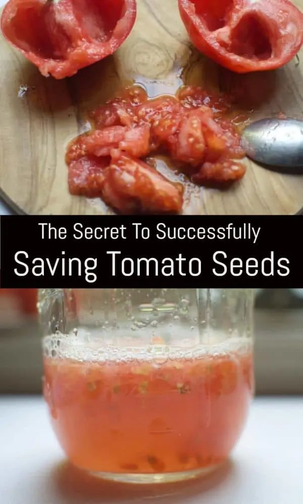 The Secret To Successfully Saving Tomato Seeds For Next Year