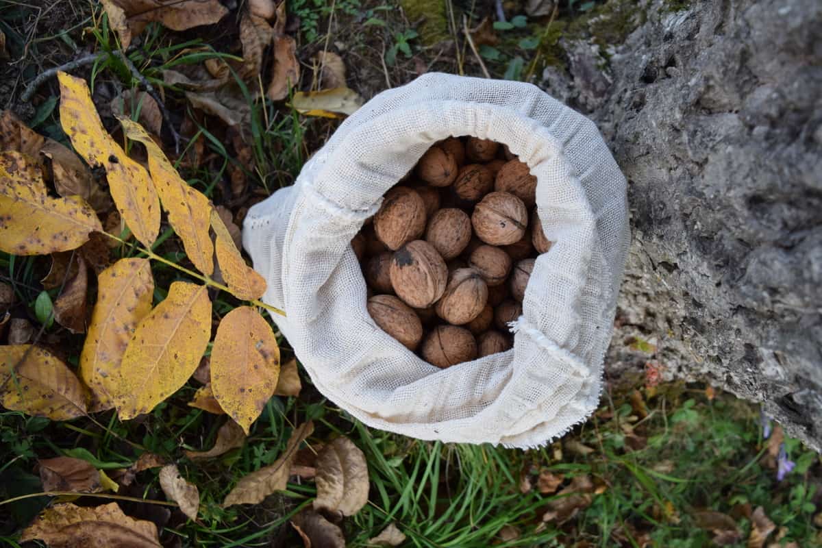 Harvesting Walnuts Collecting, Drying and Storing