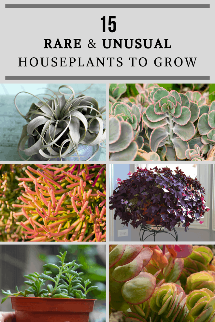 15 Rare & Unusual Houseplants To Add To Your Collection