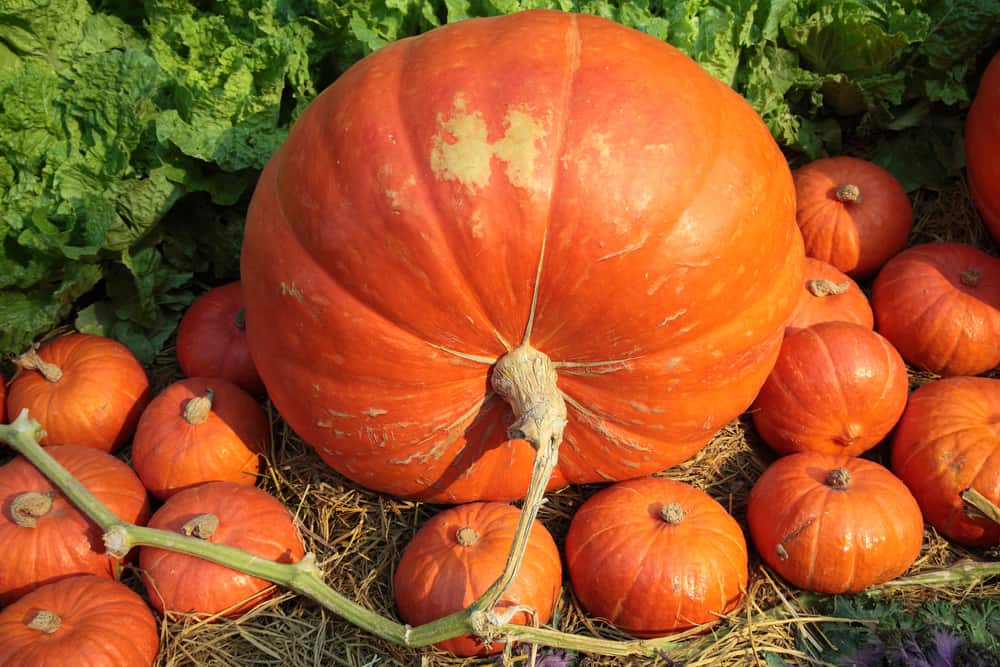 Giant pumpkin surrounded by pumpkins