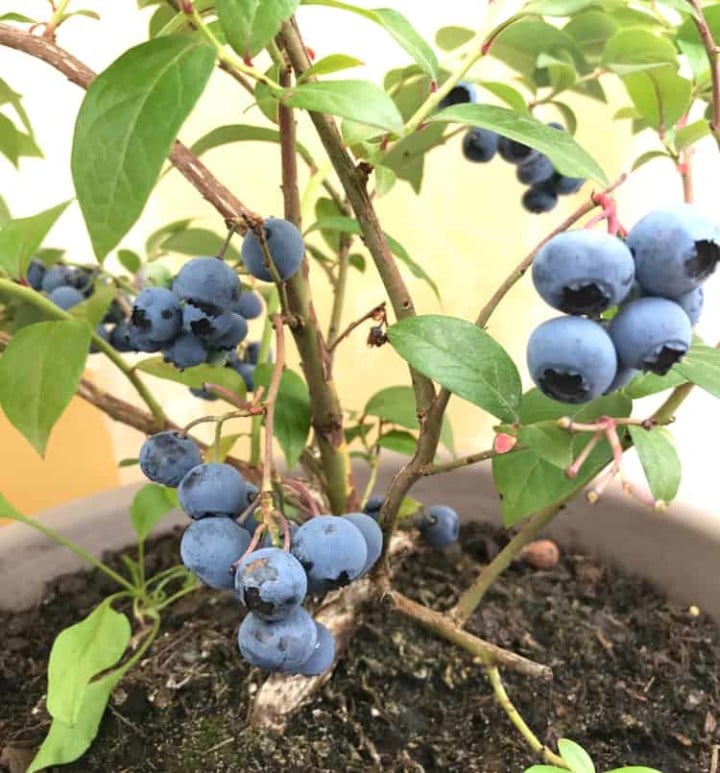 How To Grow Blueberries In Pots