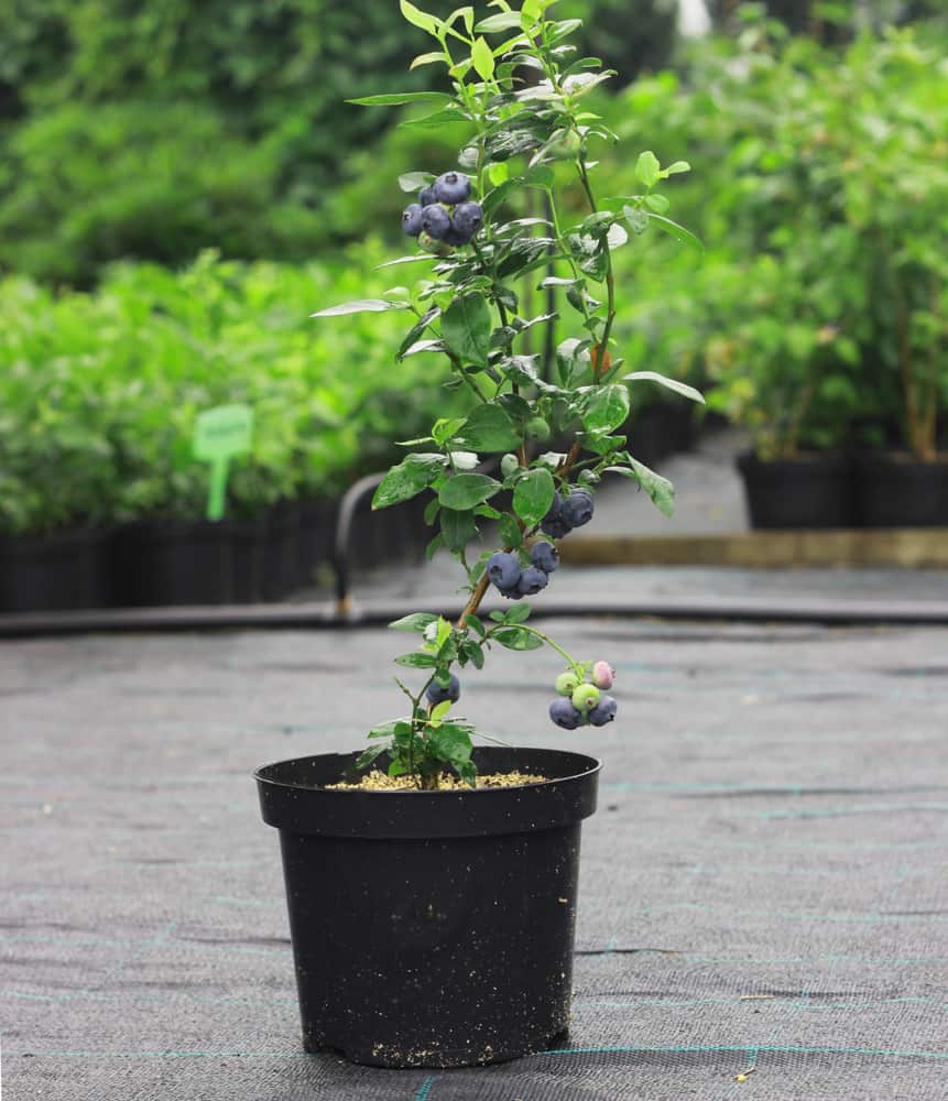 Blueberry plant in pot