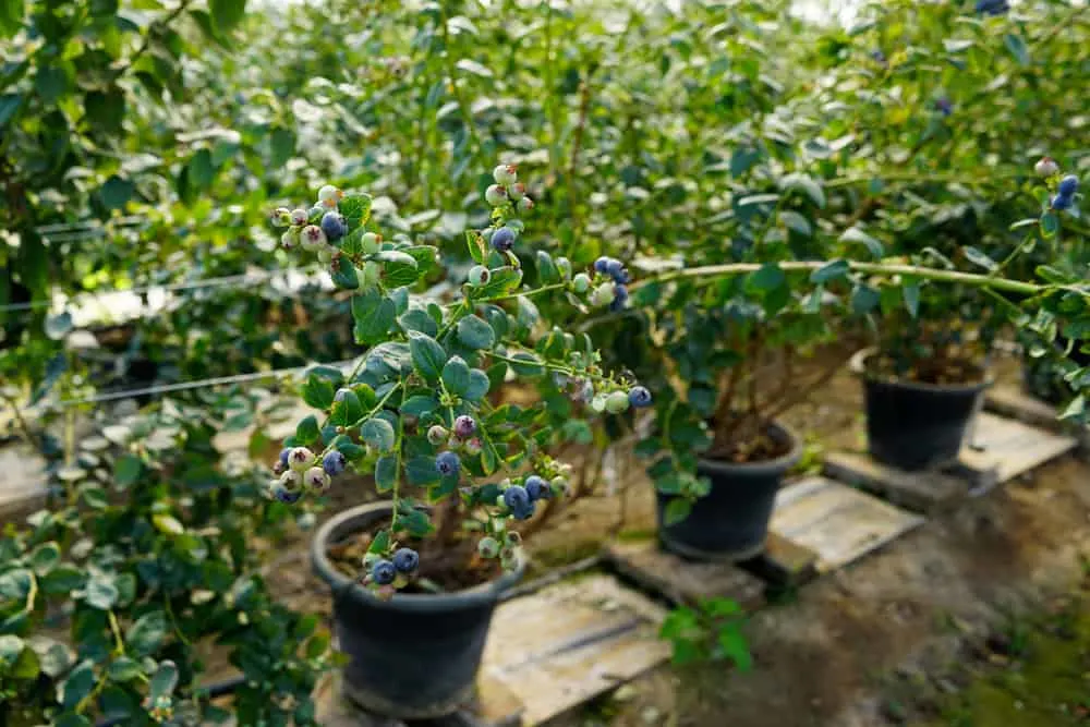 Blueberries growing in containers