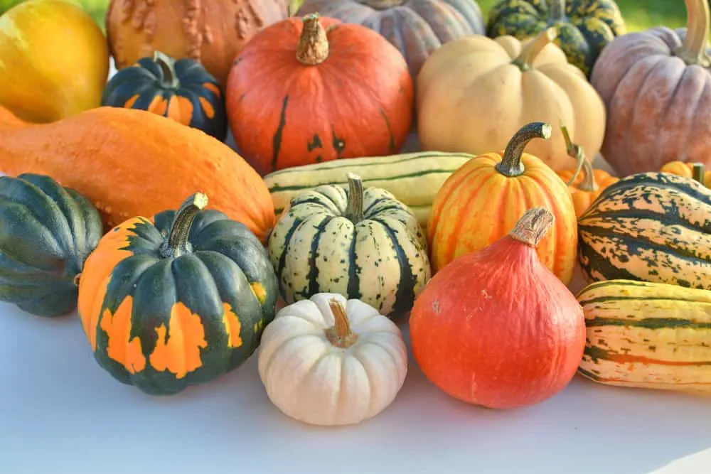 Collection of winter squash