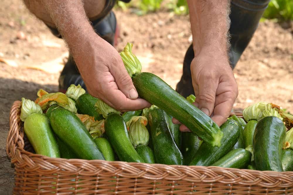 Farmer putting zucchini into a basket