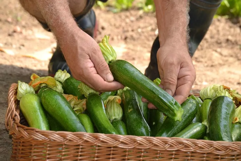 Farmer putting zucchini into a basket