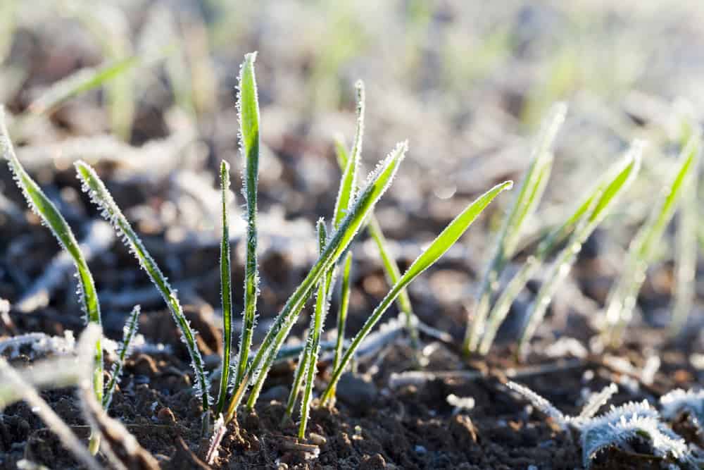 Frost covered young wheat germs