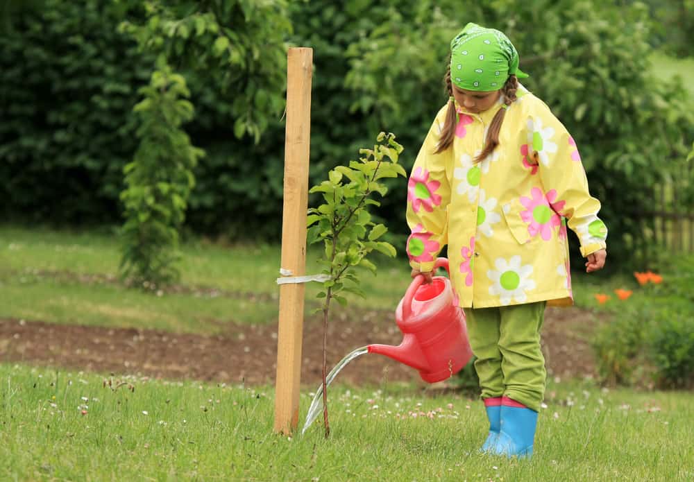 Girl watering apple tree