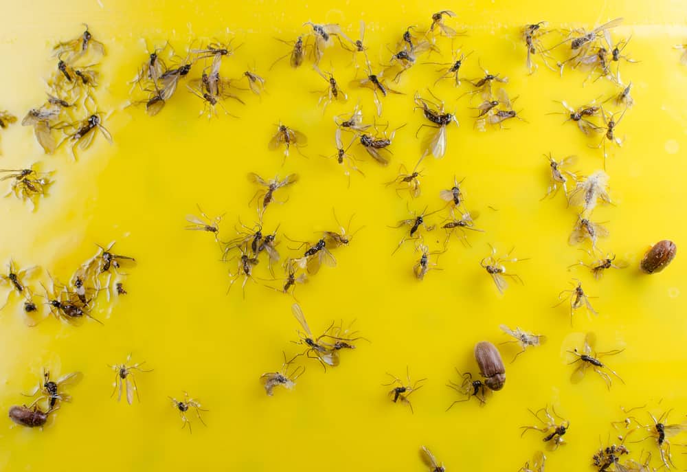 Fungus gnats on sticky tape