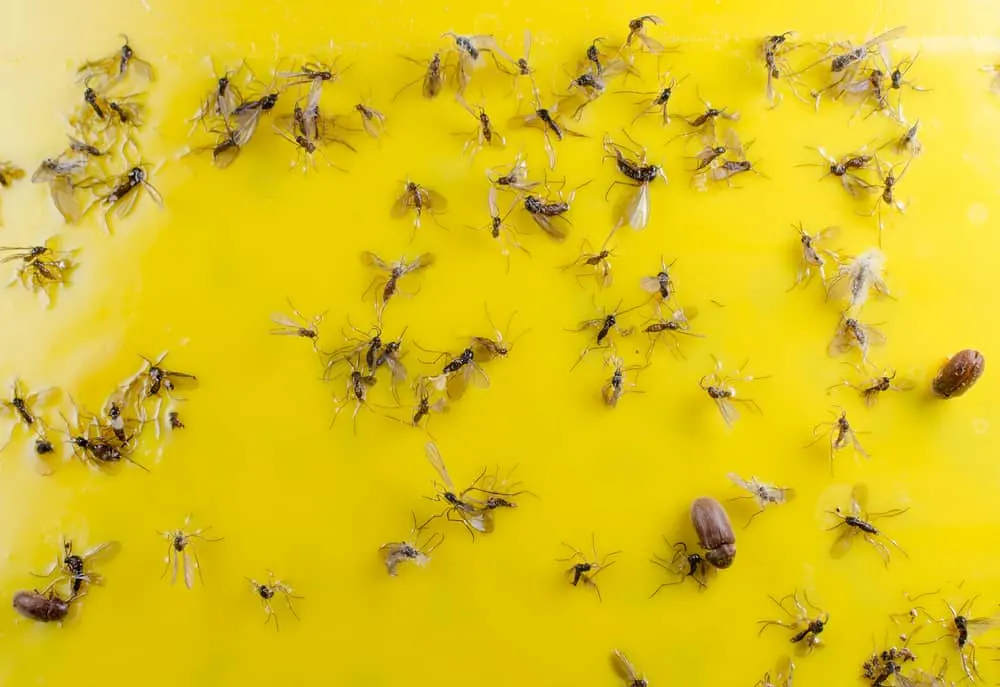 How to Get Rid of Gnats During the Holiday Season 