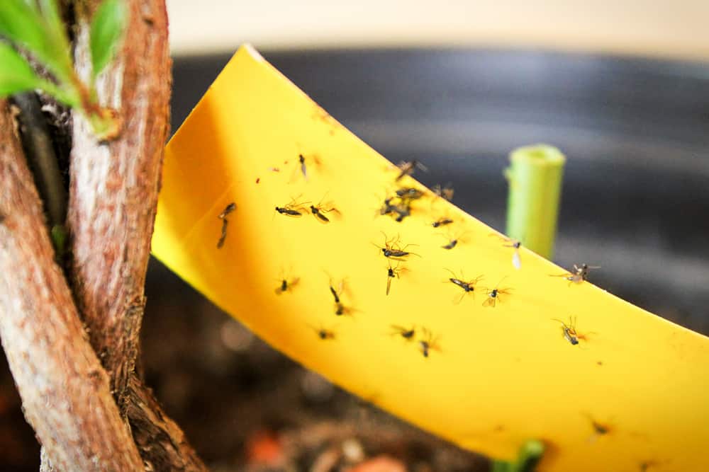 How To Get Rid Of Bugs In Houseplants Soil