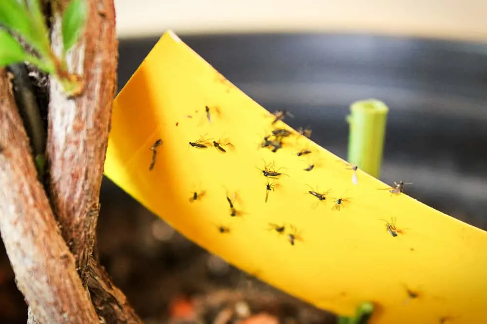 Gnats stuck to yellow sticky tape