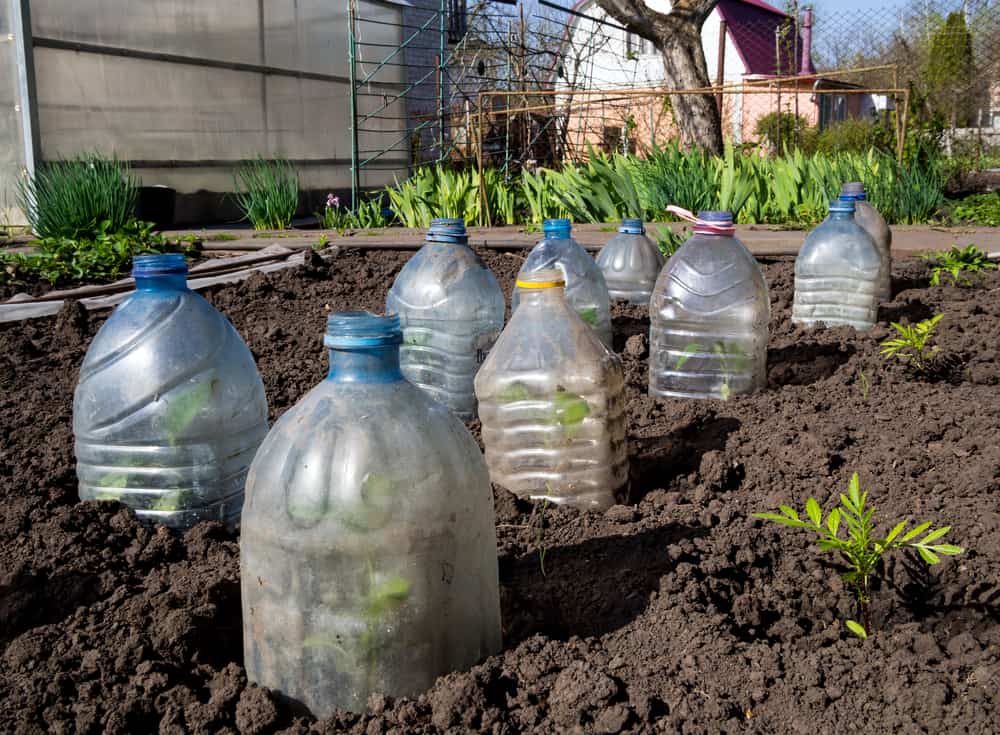 Homemade bottle garden cloches