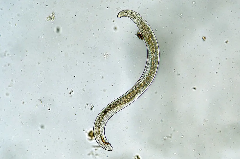 Microscopic image of a nematode